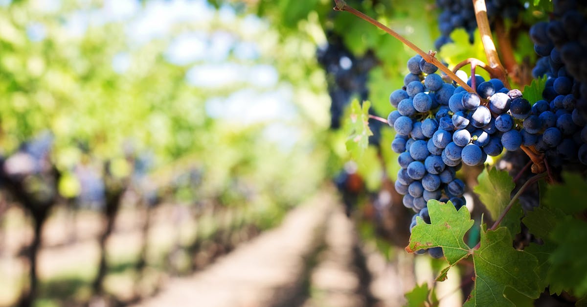 Winery Demand Forecasting: Use AI to Cut Waste and Boost Profits hero image