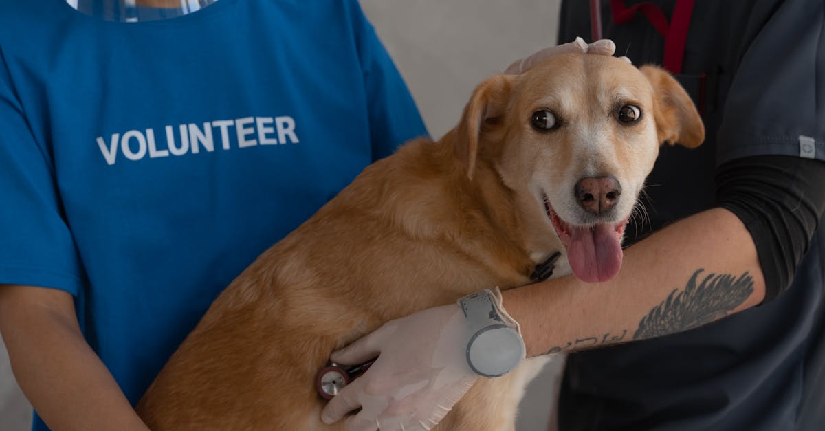 IA para clínicas veterinarias: reduce las incomparecencias, recorta mermas, impulsa los ingresos hero image